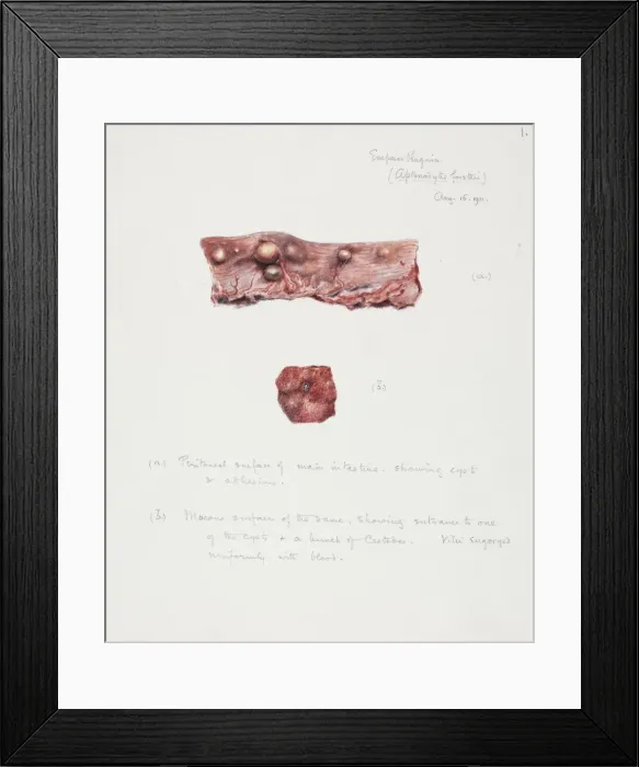 Framed Print : Illustration of a seal intestine Framed Print : Illustration of a seal intestine