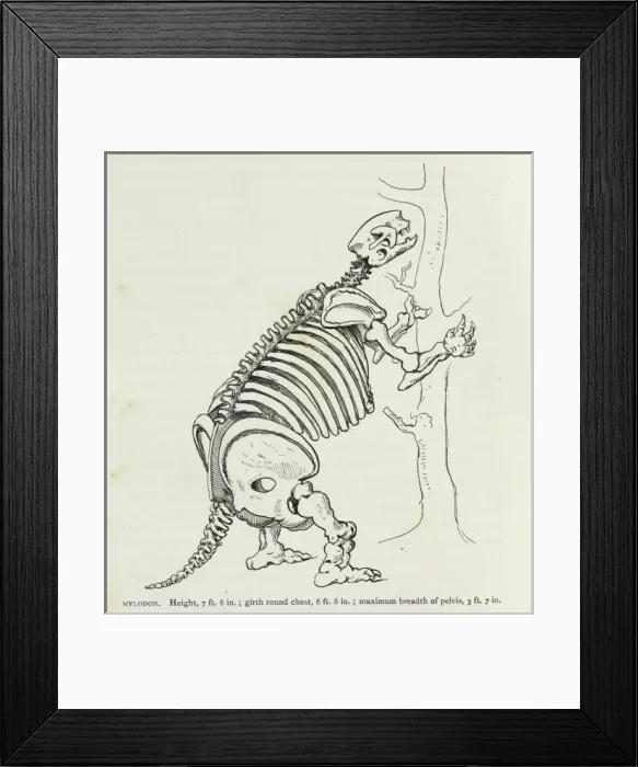Framed Print : Mylodon. Illustration (p.140) from Charles Darwins Journal of Researches Framed Print : Mylodon. Illustration (p.140) from Charles Darwins Journal of Researches