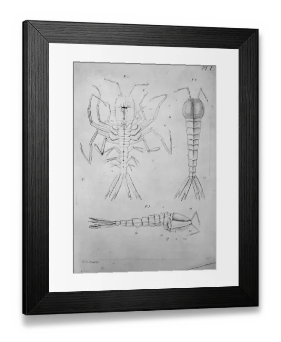 Framed Print : Drawing by Wild of the ship Pellucida made during the Challe Framed Print : Drawing by Wild of the ship Pellucida made during the Challe