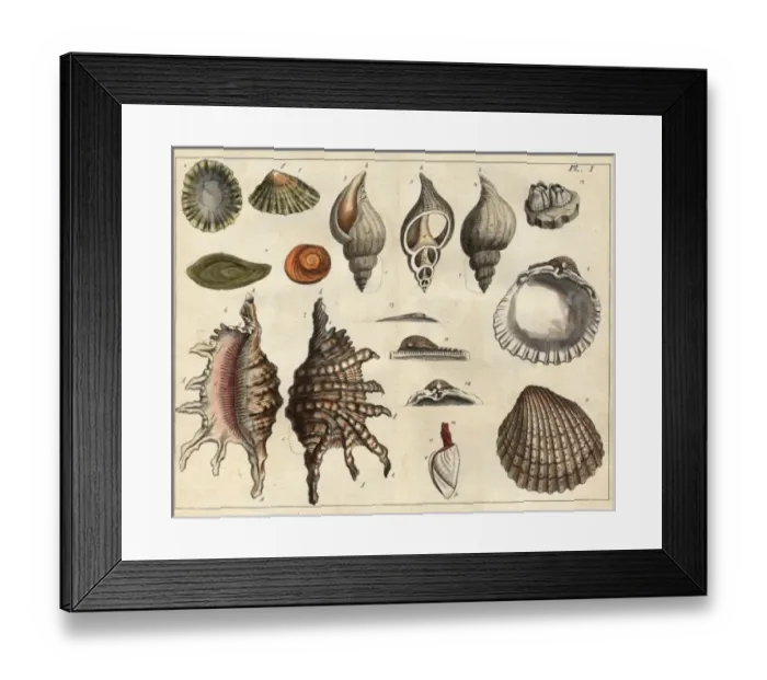 Framed Print : Various shells Framed Print : Various shells