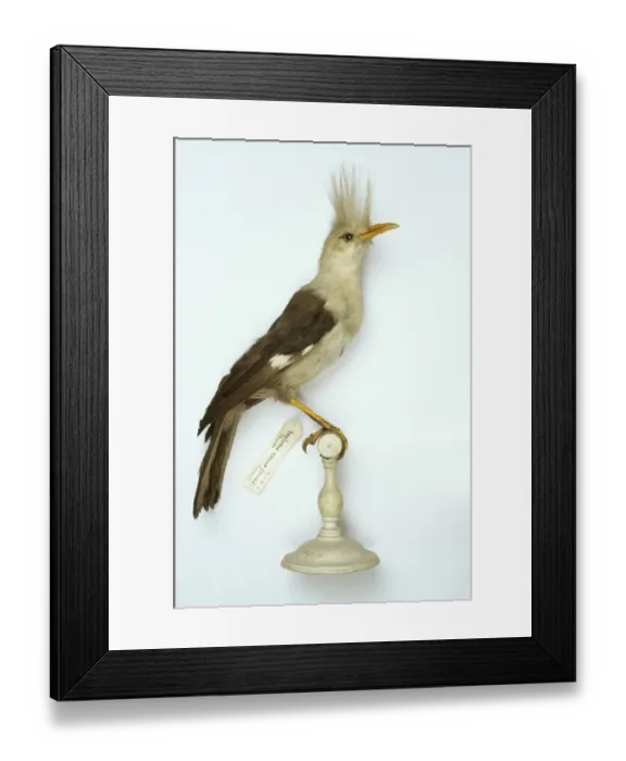 Framed Print : Fregilupus varius