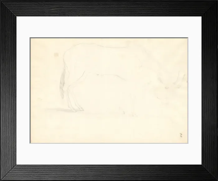 Framed Print : Bos connochaetes, wildebeest Framed Print : Bos connochaetes, wildebeest