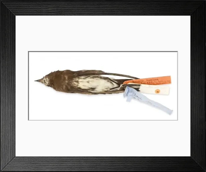 Framed Print : Oceanites maorianus, New Zealand strom petrel Framed Print : Oceanites maorianus, New Zealand strom petrel