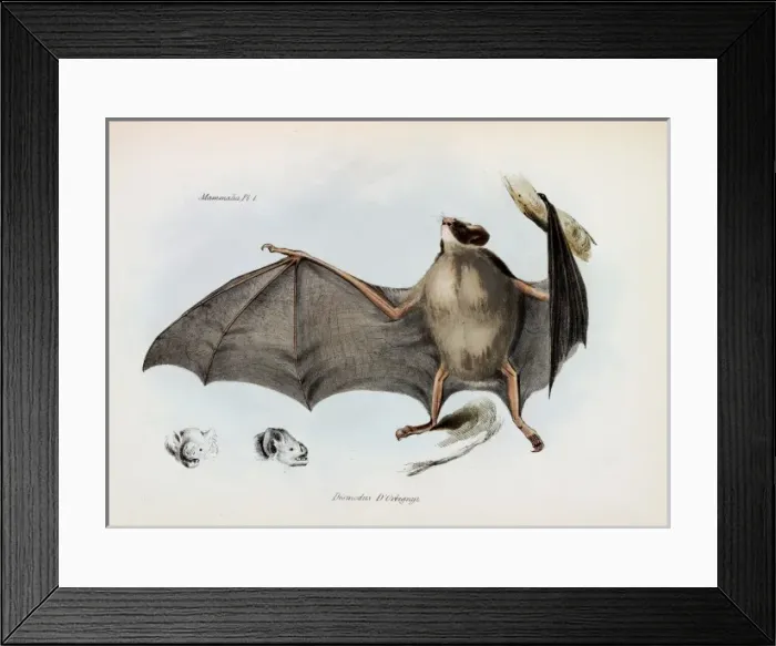Framed Print : Carollia brevicauda, silky short-tailed bat Framed Print : Carollia brevicauda, silky short-tailed bat