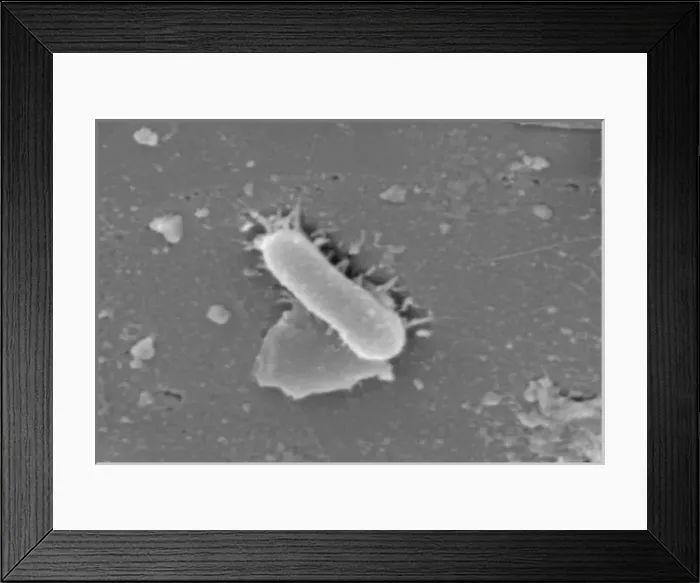 Framed Print : Malachite comprises of (copper carbonate hydroxide) Framed Print : Malachite comprises of (copper carbonate hydroxide)