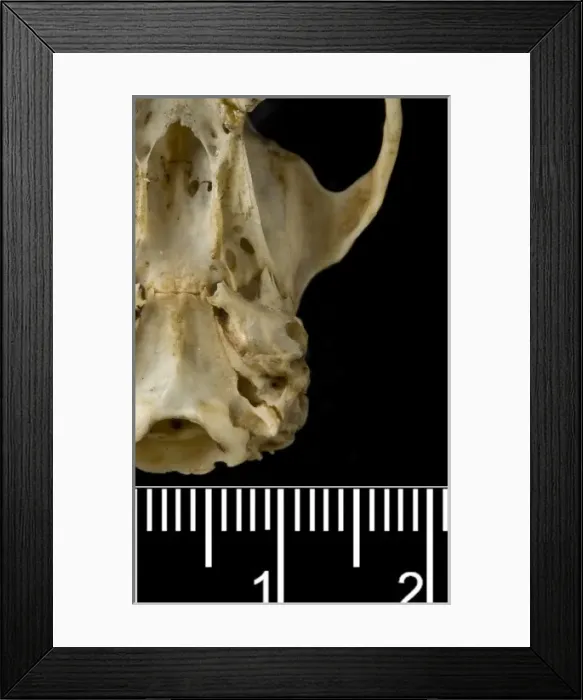 Framed Print : Megalomys desmarestii, antillean giant rice rat Framed Print : Megalomys desmarestii, antillean giant rice rat