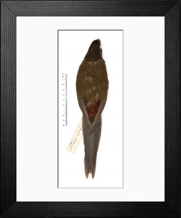 Framed Print : Cyanoramphus ulietanus, Raiatea parakeet Framed Print : Cyanoramphus ulietanus, Raiatea parakeet