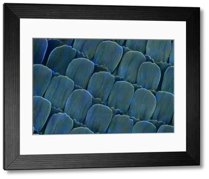 Framed Print : Heliconius doris, doris longwing Framed Print : Heliconius doris, doris longwing
