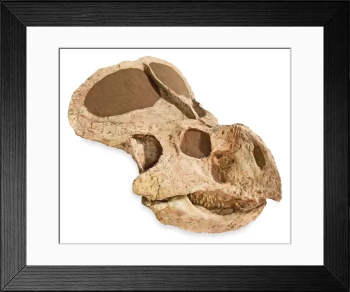 Framed Print : Protocaratops skull from Mongolia Framed Print : Protocaratops skull from Mongolia