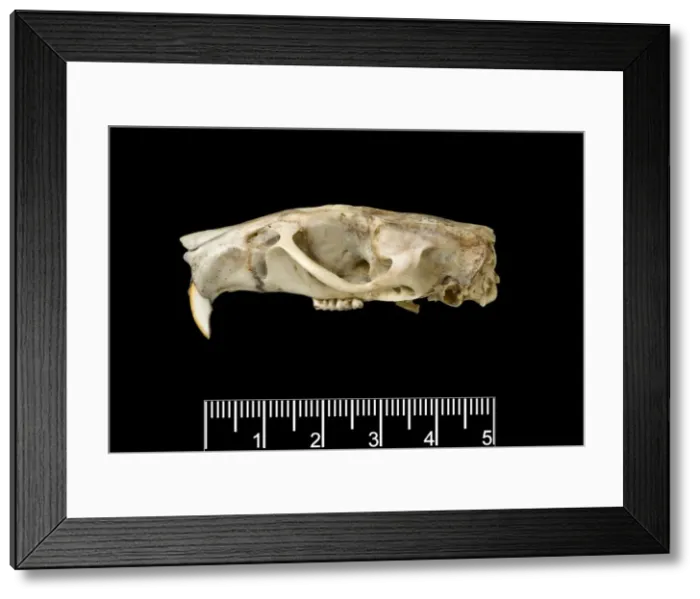 Framed Print : Megalomys luciae, saint lucia giant rice rat (holotype) Framed Print : Megalomys luciae, saint lucia giant rice rat (holotype)