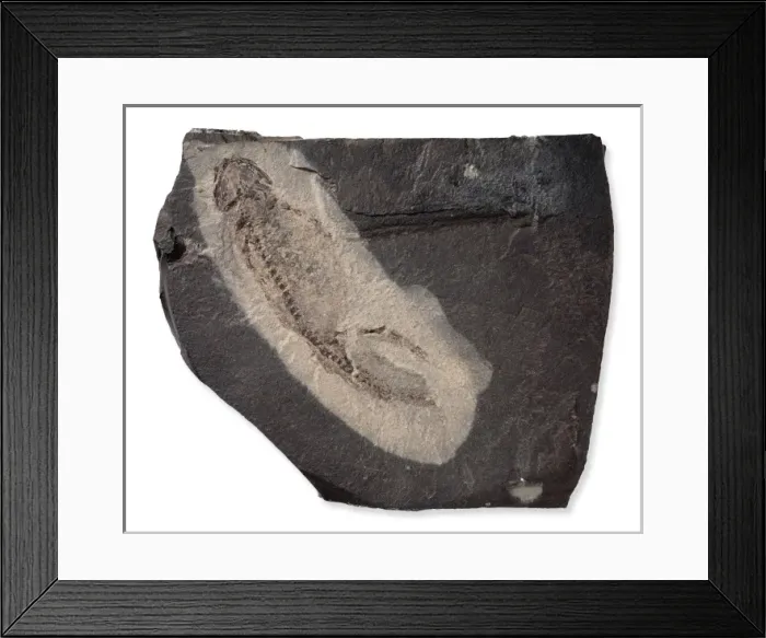 Framed Print : Apateon pedestris, amphibian larva Framed Print : Apateon pedestris, amphibian larva