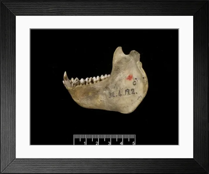Framed Print : Trachypithecus delacouri, delacours langur Framed Print : Trachypithecus delacouri, delacours langur