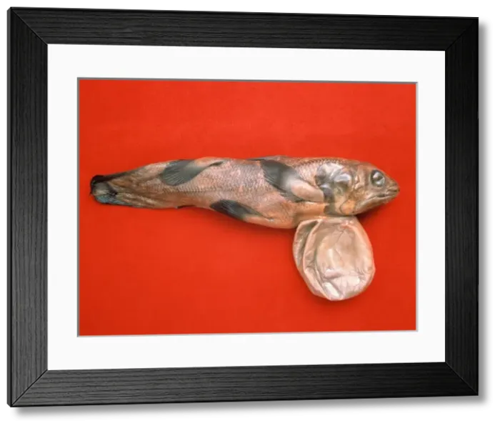 Framed Print : Latimeria chalumnae, coelacanth