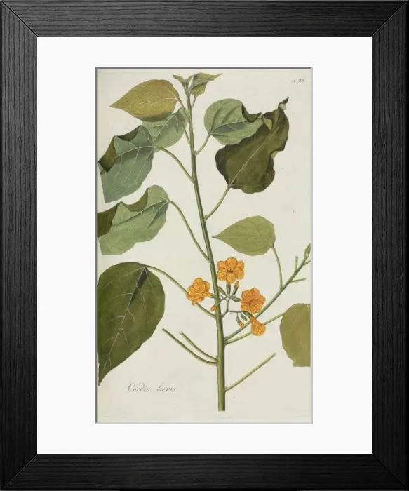 Framed Print : Cordia laevis Framed Print : Cordia laevis