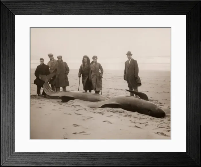 Framed Print : Beached whales alive in a Cornish village, 1932 Framed Print : Beached whales alive in a Cornish village, 1932