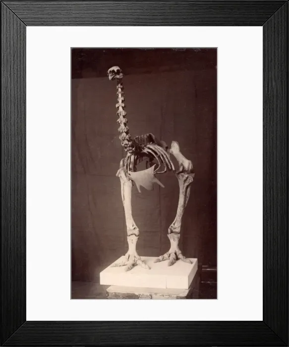 Framed Print : Dinornis elephantopus, heavy-footed moa Framed Print : Dinornis elephantopus, heavy-footed moa