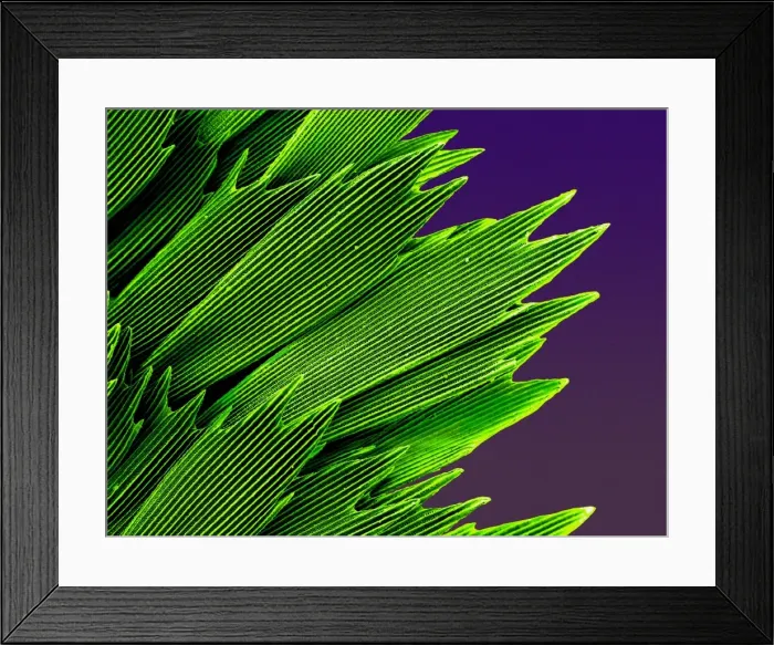 Framed Print : Papilio palinurus, emerald swallowtail Framed Print : Papilio palinurus, emerald swallowtail