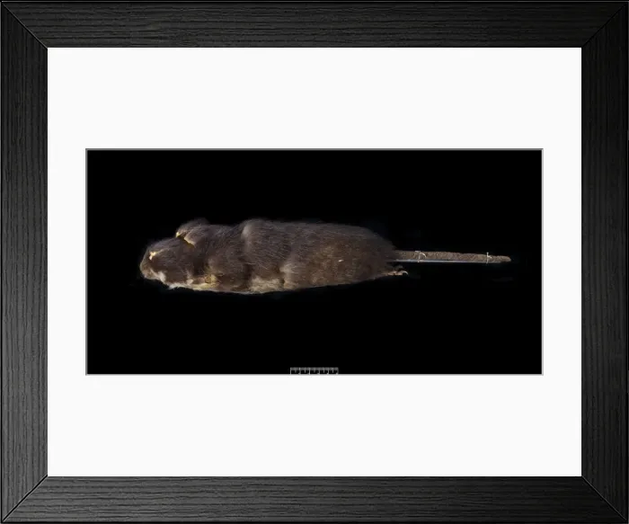 Framed Print : Megalomys luciae, saint lucia giant rice rat (holotype) Framed Print : Megalomys luciae, saint lucia giant rice rat (holotype)