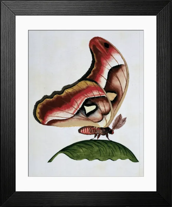 Framed Print : Asian moth Framed Print : Asian moth