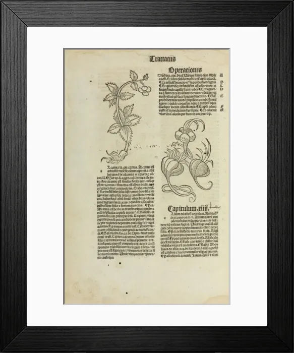 Framed Print : Hortus Sanitatis, Jacob Meidenbach, 1497 edition Framed Print : Hortus Sanitatis, Jacob Meidenbach, 1497 edition
