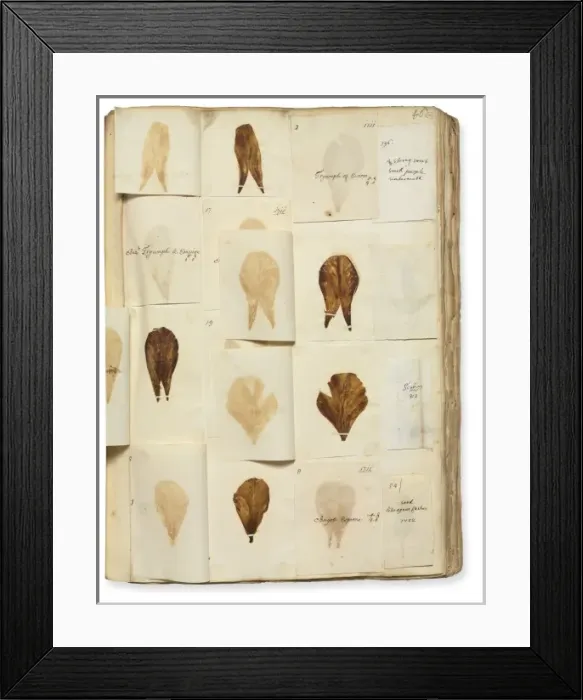 Framed Print : Pressed Tulip specimens Framed Print : Pressed Tulip specimens