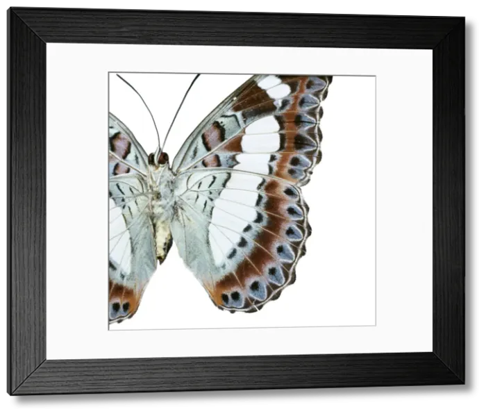 Framed Print : Moduza nuydai, butterfly Framed Print : Moduza nuydai, butterfly