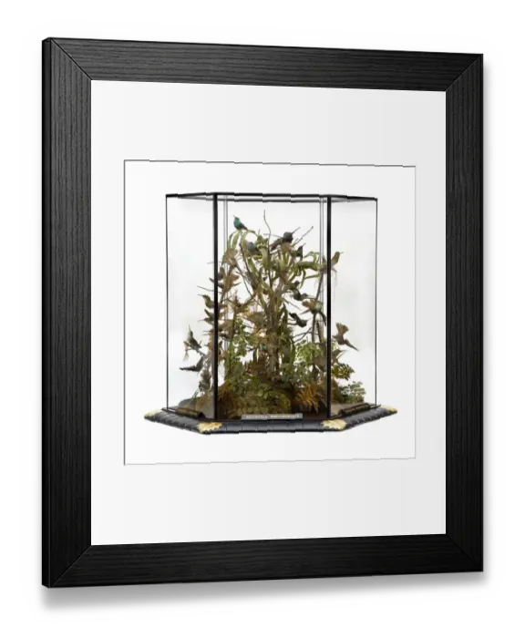 Framed Print : Agyrtria brevirostris, hummingbird display Framed Print : Agyrtria brevirostris, hummingbird display