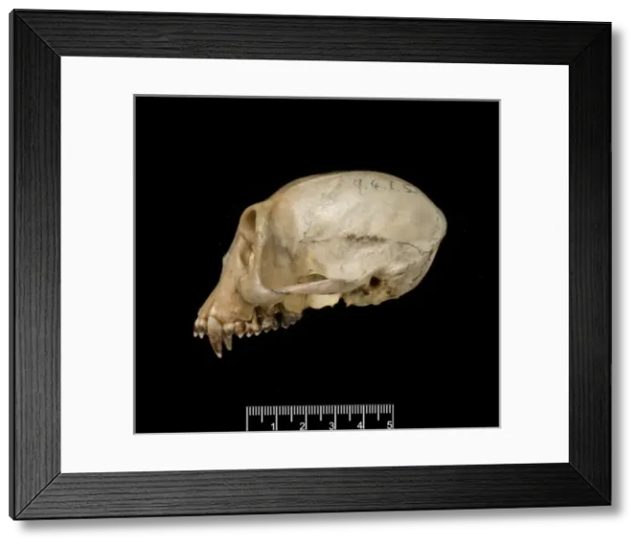 Framed Print : Trachypithecus cristatus, silver leaf monkey Framed Print : Trachypithecus cristatus, silver leaf monkey