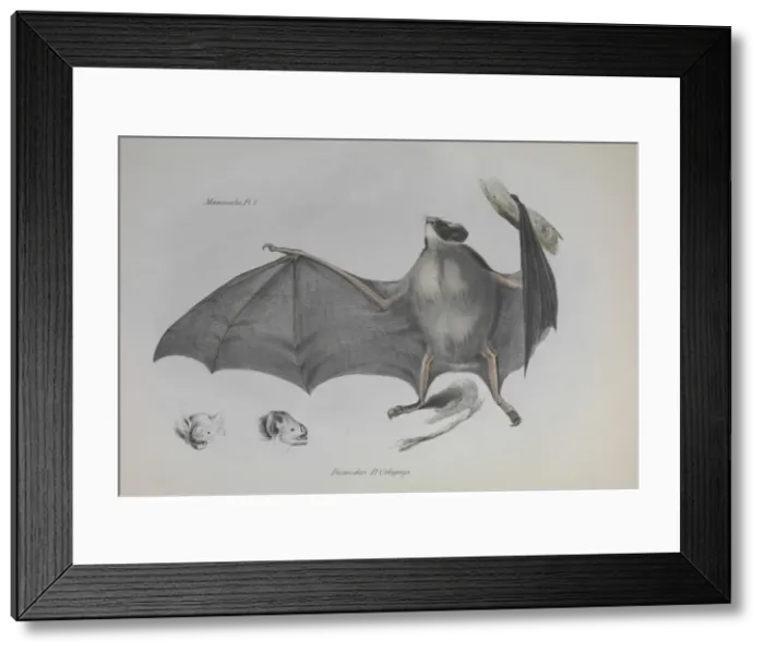 Framed Print : Bat. An illustration (Plate 1, Mammals) from the Zoology of the Beagle Framed Print : Bat. An illustration (Plate 1, Mammals) from the Zoology of the Beagle