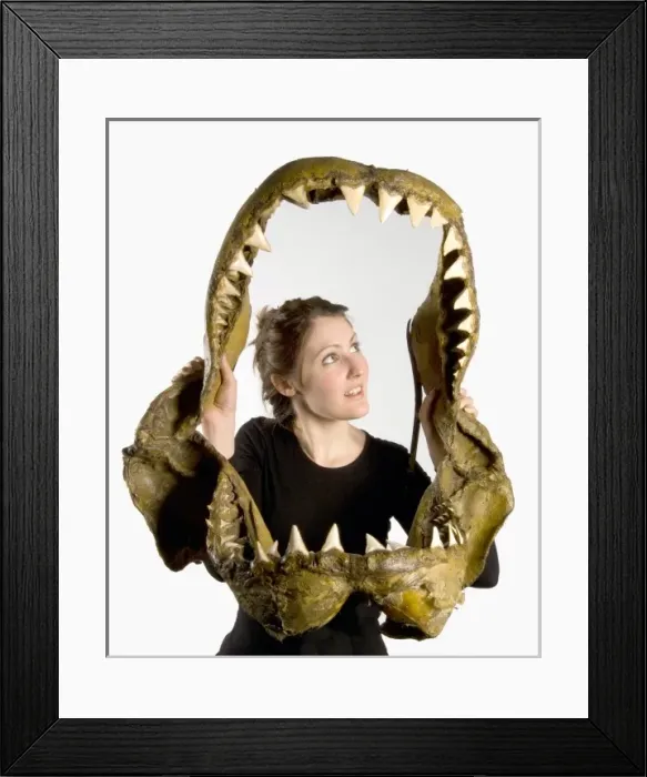 Framed Print : Carcharodon carcharias, great white shark Framed Print : Carcharodon carcharias, great white shark