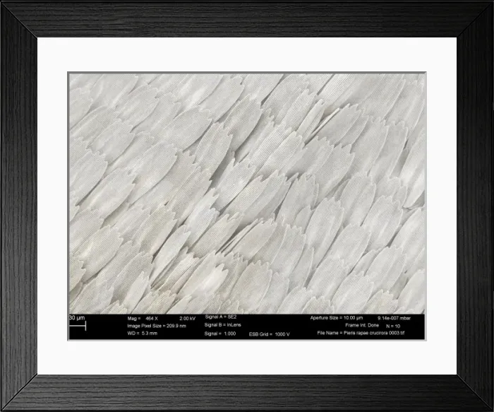 Framed Print : Pieris rapae, small white Framed Print : Pieris rapae, small white