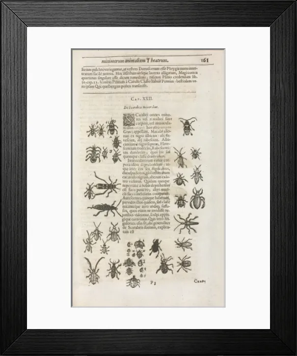 Framed Print : Insectorvum sive Minimorum Animalium Theatrvm, E. Wottono, C. G Framed Print : Insectorvum sive Minimorum Animalium Theatrvm, E. Wottono, C. G
