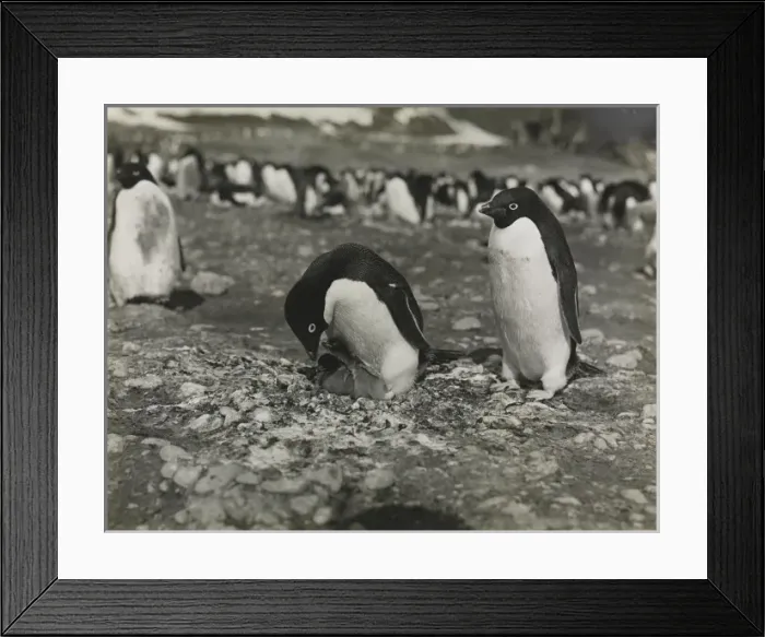 Framed Print : Adeliee Penguins, Cape Adare Framed Print : Adeliee Penguins, Cape Adare