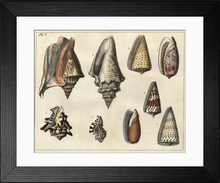 Framed Print : Various shells Framed Print : Various shells