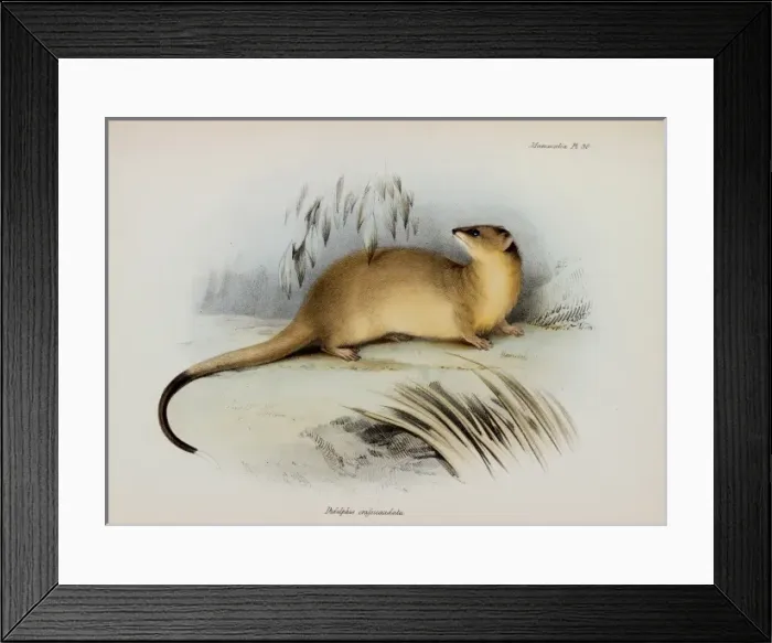 Framed Print : Lutreolina crassicaudata, thick-tailed opossum Framed Print : Lutreolina crassicaudata, thick-tailed opossum