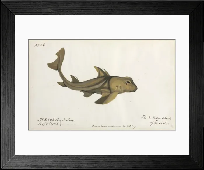 Framed Print : Bulldog shark illustration Framed Print : Bulldog shark illustration