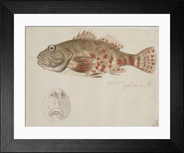 Framed Print : Plate 109 by William Ellis Framed Print : Plate 109 by William Ellis