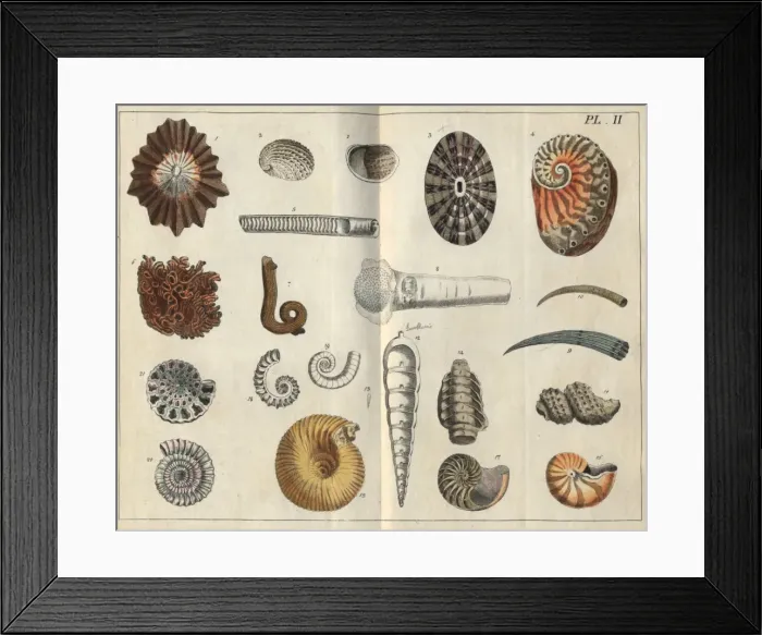 Framed Print : Various shells Framed Print : Various shells