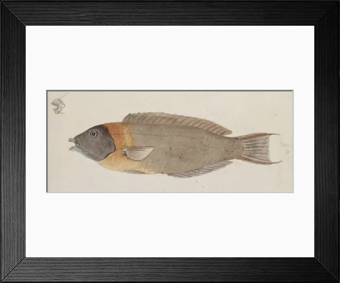 Framed Print : Plate 106 by William Ellis Framed Print : Plate 106 by William Ellis