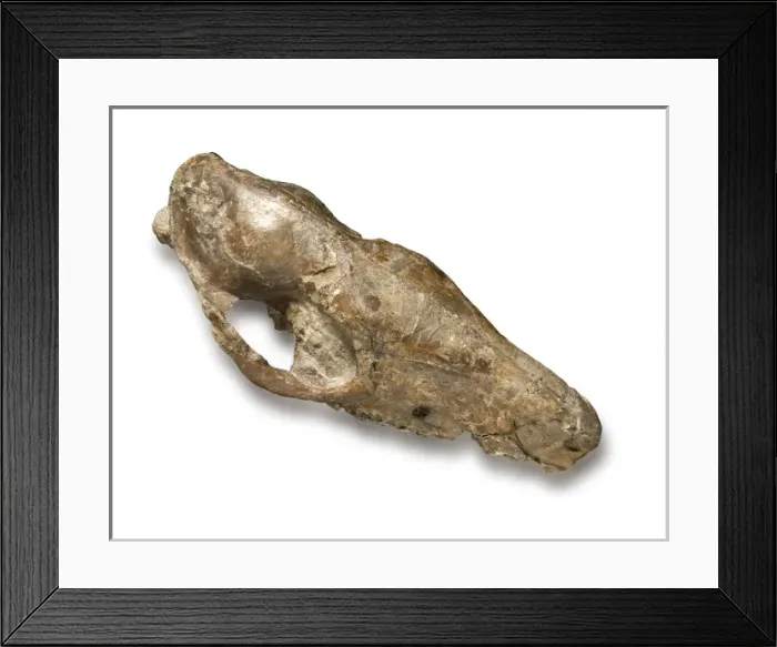 Framed Print : Phiolophus vulpiceps Framed Print : Phiolophus vulpiceps