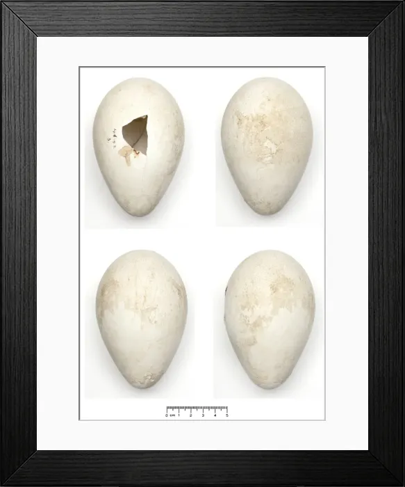 Framed Print : Aptenodytes forsteri, Emperor Penguin egg Framed Print : Aptenodytes forsteri, Emperor Penguin egg