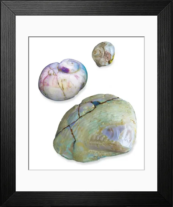 Framed Print : Opalised snails and clam Framed Print : Opalised snails and clam
