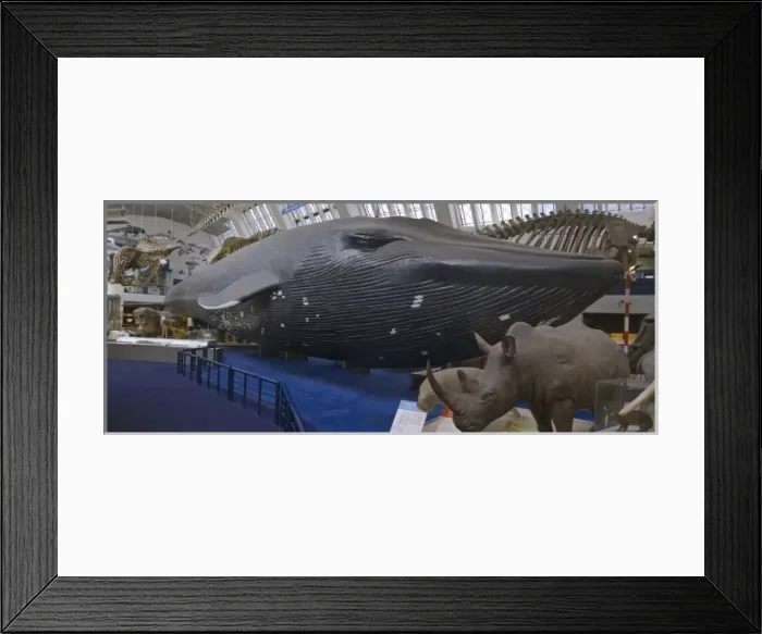 Framed Print : Balaenoptera musculus, blue whale Framed Print : Balaenoptera musculus, blue whale