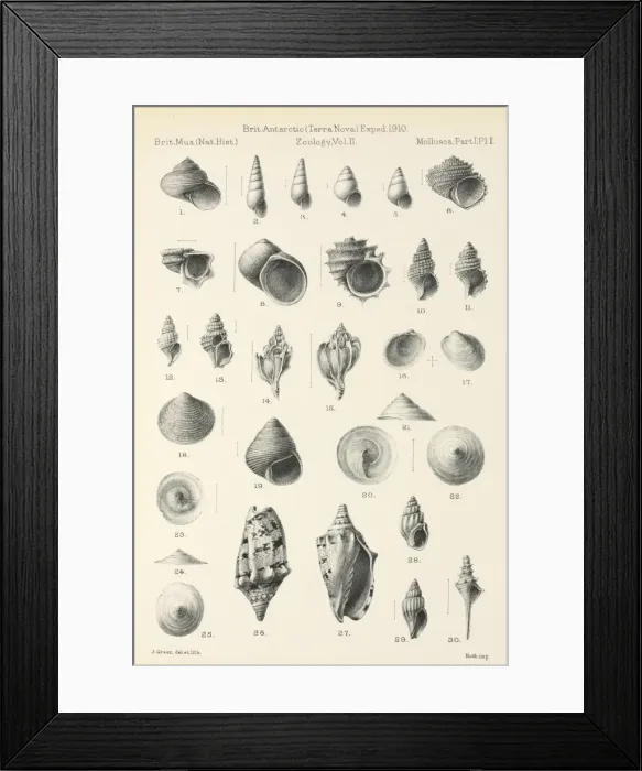 Framed Print : Mollusca drawings Framed Print : Mollusca drawings
