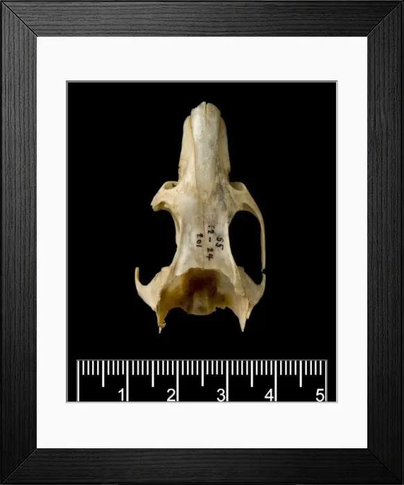 Framed Print : Megalomys luciae, saint lucia giant rice rat (holotype) Framed Print : Megalomys luciae, saint lucia giant rice rat (holotype)