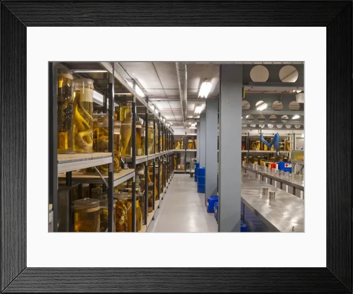 Framed Print : The Tank Room, Darwin Centre Framed Print : The Tank Room, Darwin Centre