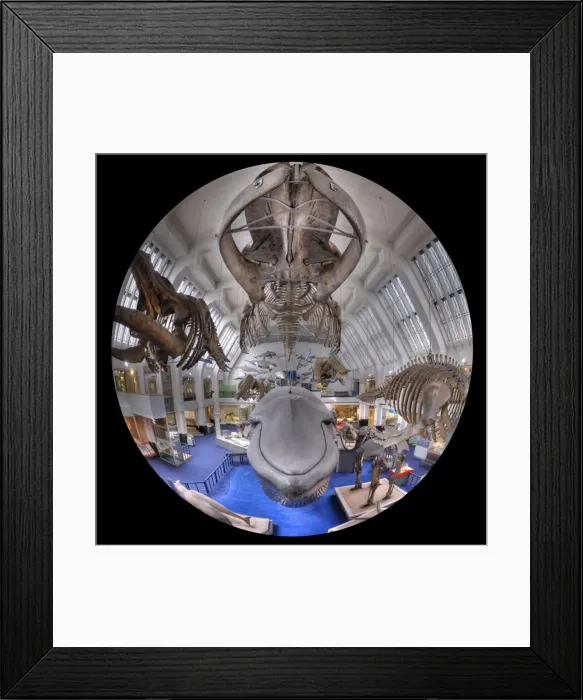 Framed Print : Blue Whale Hall Framed Print : Blue Whale Hall