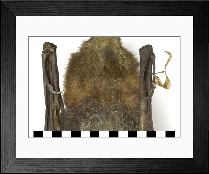 Framed Print : Pteropus poliocephalus, grey-headed flying-fox Framed Print : Pteropus poliocephalus, grey-headed flying-fox