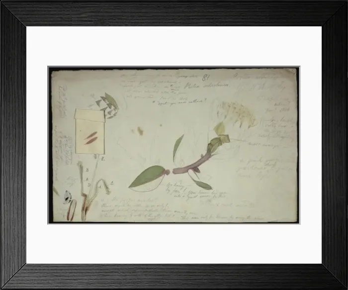 Framed Print : Sowerby Sheet Collection Plate 81 Framed Print : Sowerby Sheet Collection Plate 81