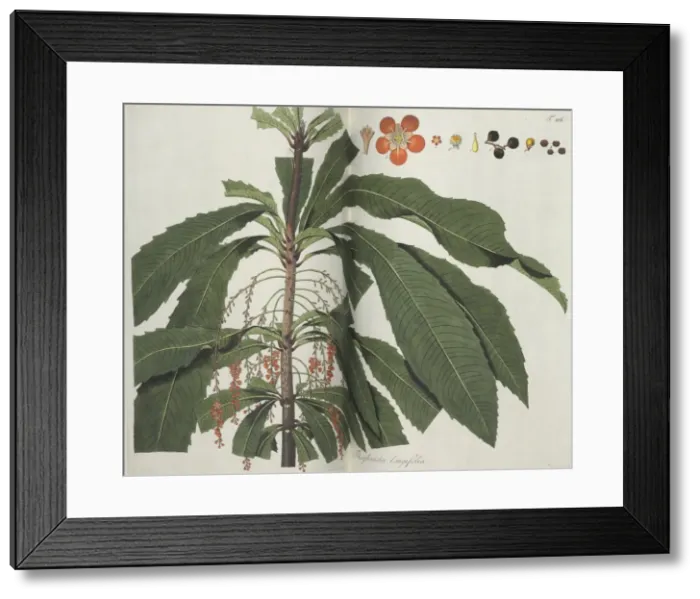 Framed Print : Theophrasta longifolia Framed Print : Theophrasta longifolia